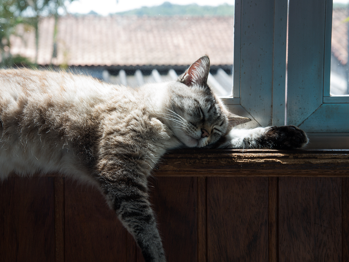 pet custody mediation for cats