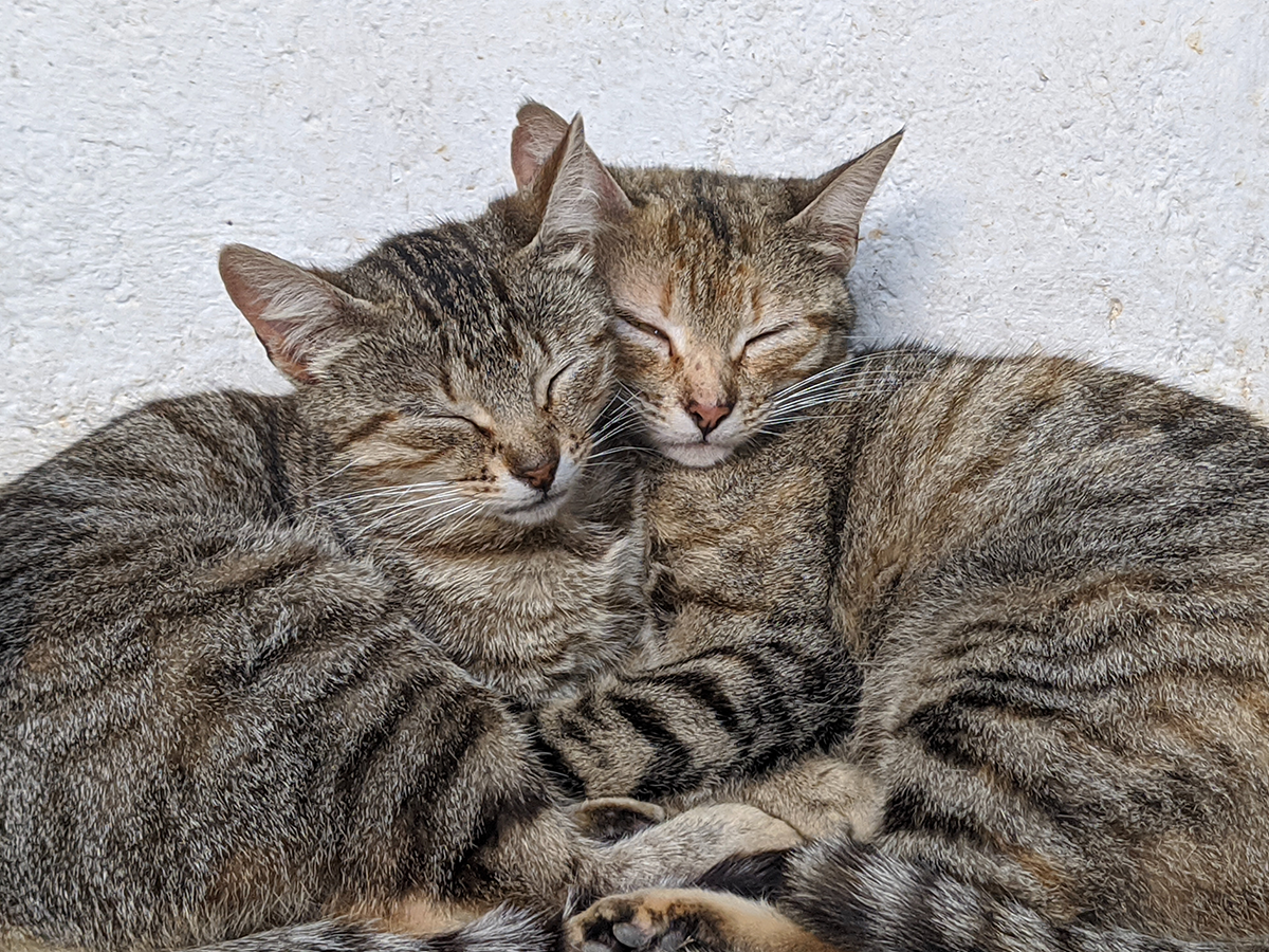 pet custody mediation is best for cats