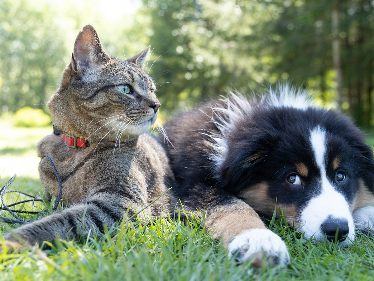 cats and dogs can benefit from pet custody mediation
