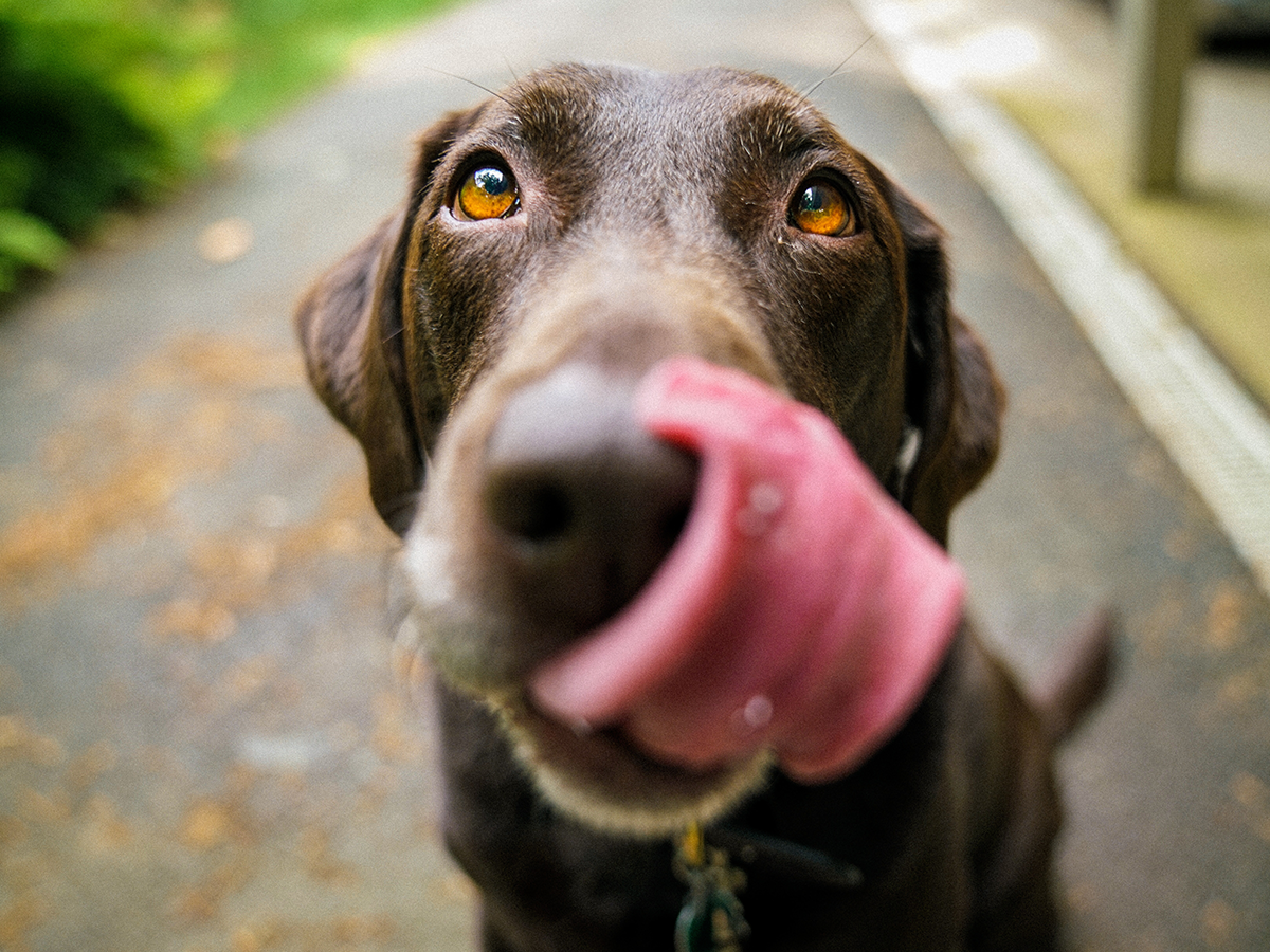 pet custody mediation for dogs