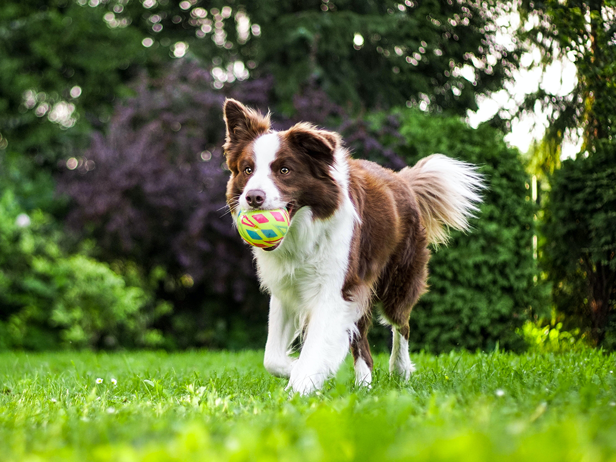 pet custody mediation is best for shared dog ownership